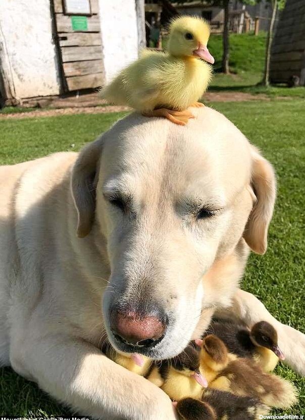 فرارو | (عکس) این سگ پدرخوانده ۹ جوجه اردک شده است