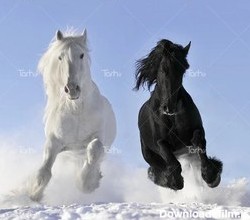 خرید و قیمت تصویر استوک با کیفیت اسب مشکی و اسب سفید در حال دویدن ...