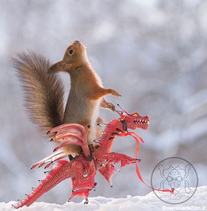 عکس های بامزه از سنجاب