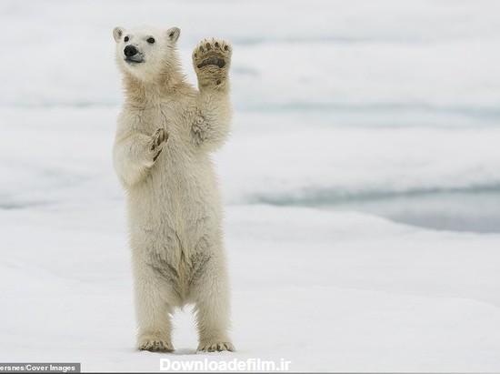 تصاویر| ابراز صمیمیت به سبک خرس قطبی