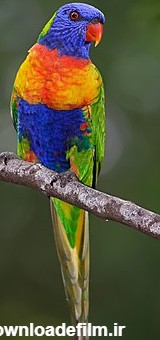 شهدطوطیک رنگین‌کمان - ویکی‌پدیا، دانشنامهٔ آزاد