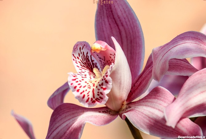 معرفی گل ارکیده (orchid) و اطلاعاتی در مورد آن | گُل‌سِتان