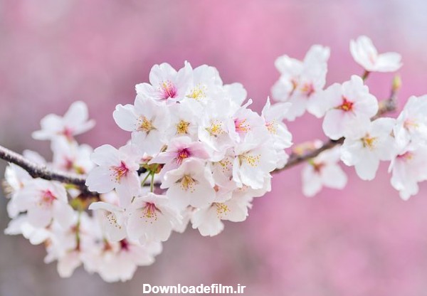 عکس از شکوفه های زیبای بهاری
