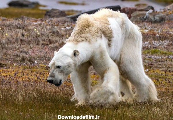 چرا خرس قطبی تصویر انکارناپذیر تغییرات اقلیمی است؟ - زومیت