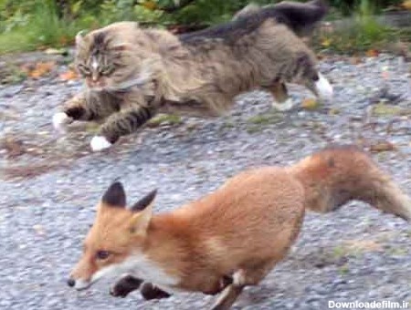 روباه بي چاره از گربه فرار مي کند! + تصاوير