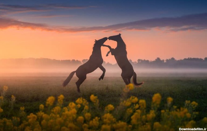 بازی دو اسب در طبیعت هلند