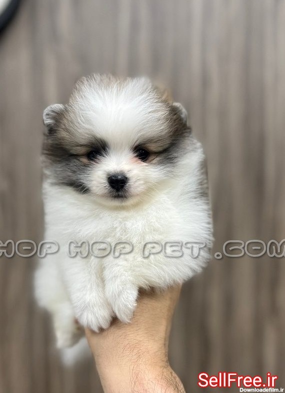 سگ شیتزو سفید آرایش شده - تهران | خرید و فروش رایگان