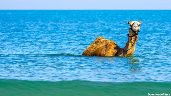 فیلم| شنای شتر‌ها در دریای عمان