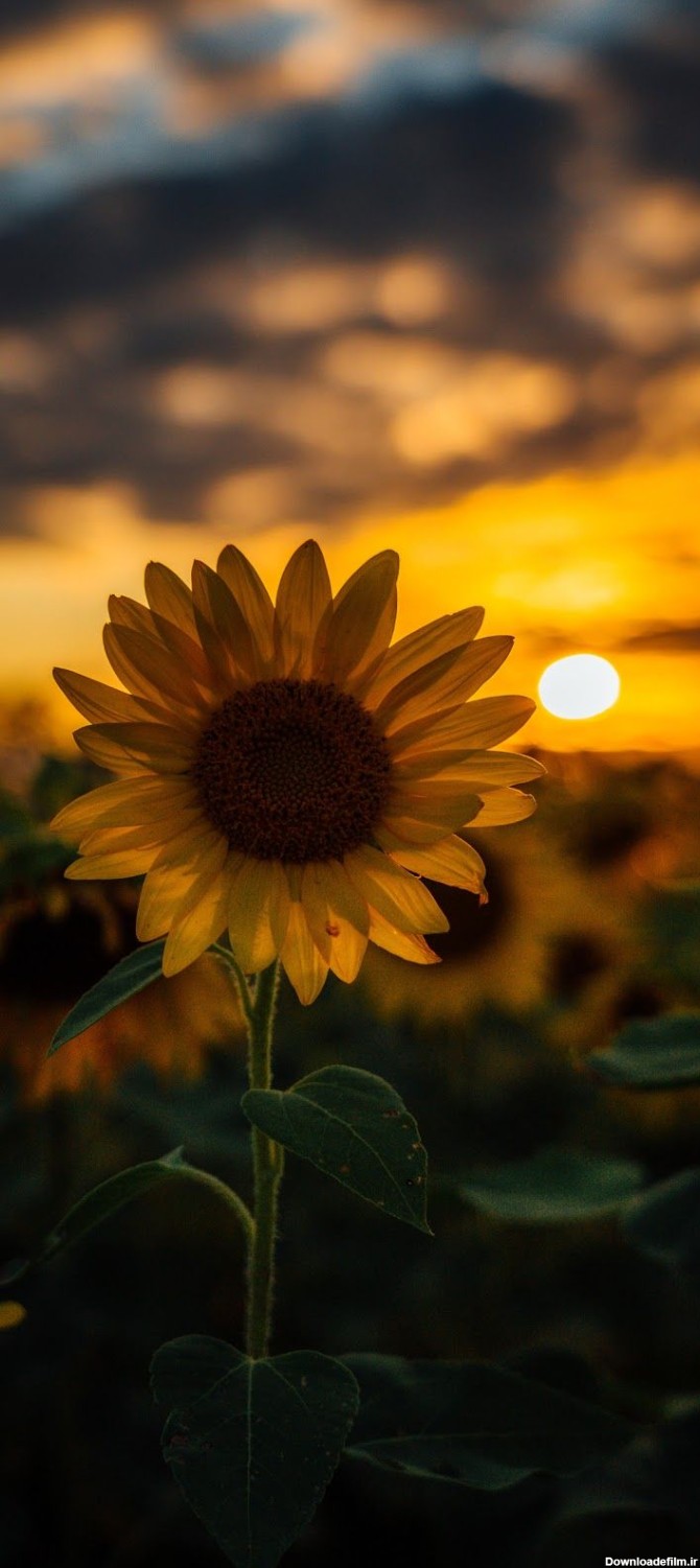 iPhone Sunflower HD Wallpapers - Wallpaper Cave