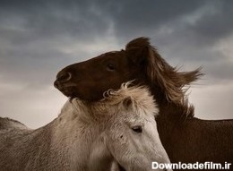 عکس | عاشقانه‌های ۲ اسب در عکس روز نشنال جئوگرافیک