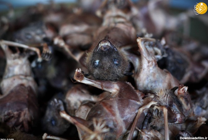 فرارو | (تصاویر) شکار، طبخ و خوردن خفاش برای درمان بیماری آسم!