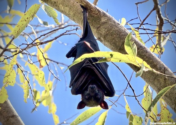 حیوانات روباه پرواز خفاش استرالیا توسط OffiDocs برای