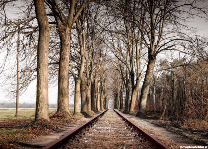 تصویر باکیفیت ریل قطار وسط درختان