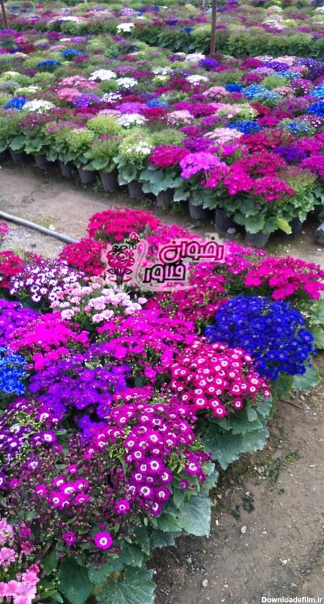 خرید و فروش گل سنبل با بهترین قیمت در سایت گلفروشی اینترنتی ...