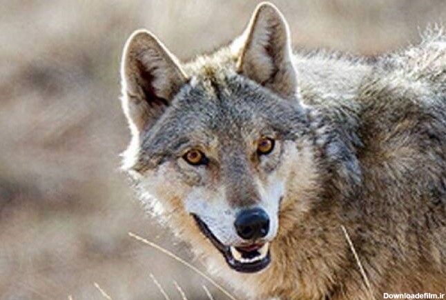 حمله گرگ‌ها به دو زن در خلخال +عکس - مشرق نیوز