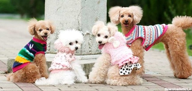 مدل لباس سگ ها