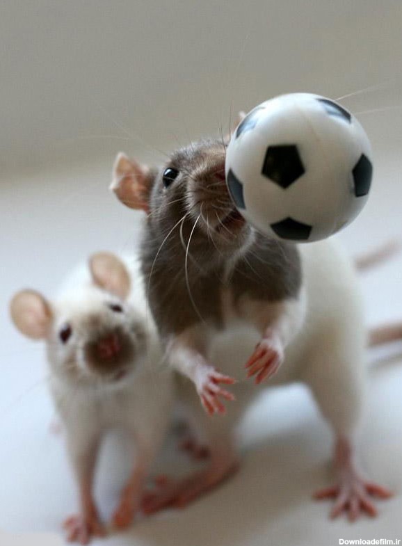 تصاویری جالب و دیدنی از موش ها - مجله تصویر زندگی