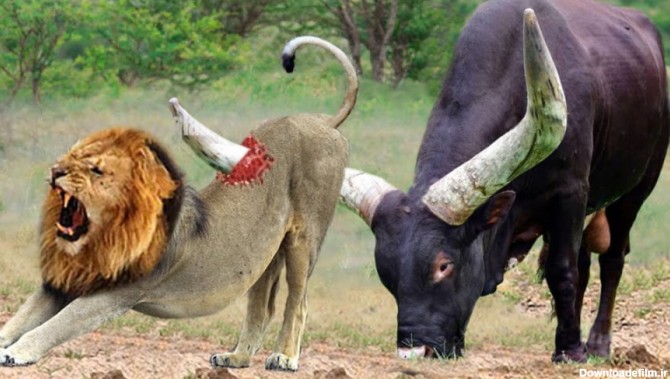 نبرد و جنگ حیوانات وحشی / نبرد دیدنی بوفالو و شیر در حیات وحش