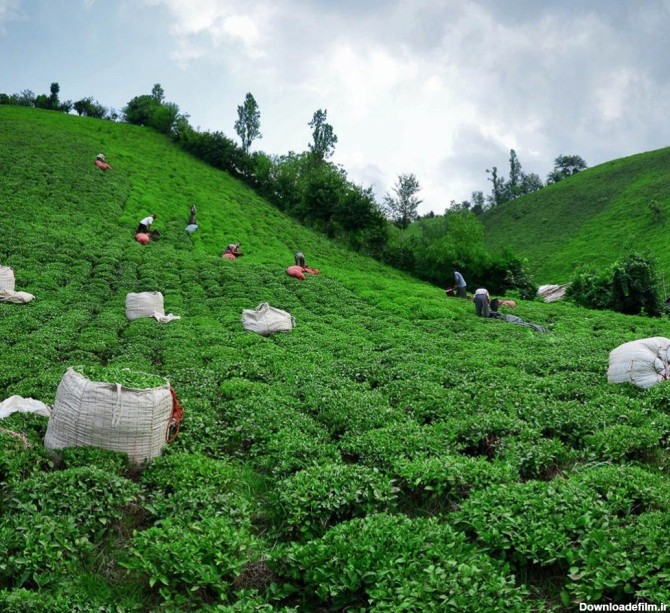 تصاویر زیبا از مزارع سرسبز چای لاهیجان - اسلايد تصاوير - عکس ...