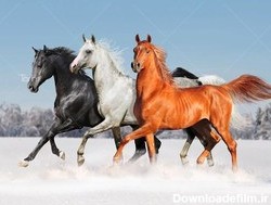 خرید و قیمت تصویر با کیفیت اسب های وحشی | ترب