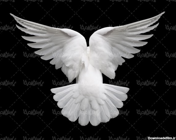 کبوتر سفید - ایران طرح