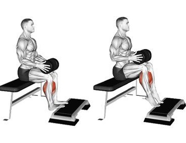 عکس عضلات درگیر در حرکت ساق پا دمبل نشسته