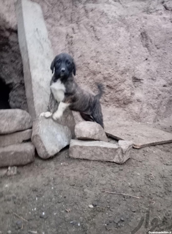 فروشی یک عدد توله سگ افغان ماده اصل|سگ|بیرجند, |دیوار