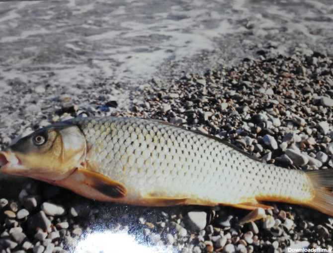 عکس ماهی شاه کولی