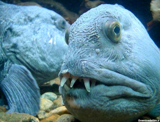 عکس ترسناک ترین ماهی