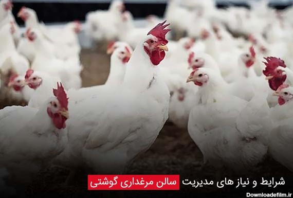سالن پرورش مرغ گوشتی | نکات کلیدی در بهبود مدیریت سالن مرغداری گوشتی