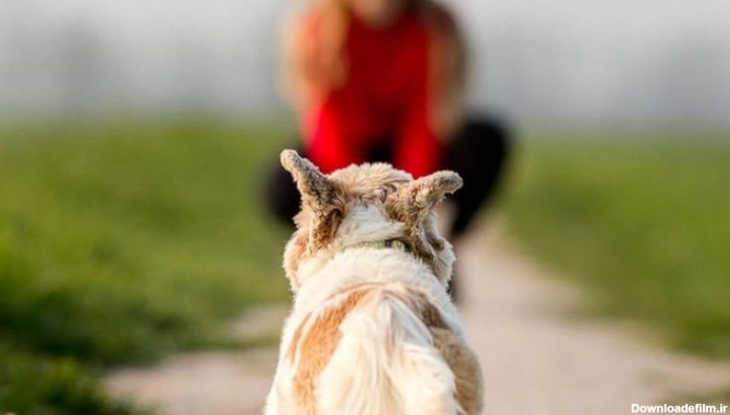 آموزش سگ +نکات مهم برای چگونگی تربیت سگ + آیا مربی تربیت سگ ...