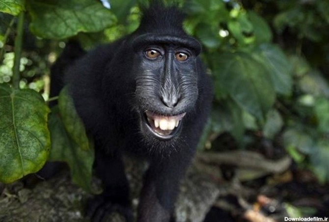 ذوق زدگی میمون‌ها از قرار گرفتن جلوی دوربین +تصاویر