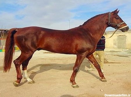 قیمت خرید اسب ترکمن یموت + فروش ویژه