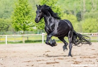 نگاهی نزدیک به زیباترین اسب دنیا!/ عکس