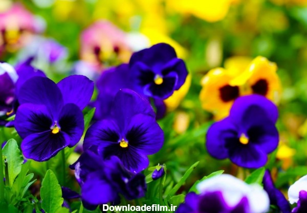 50 عکس دیدنی از گل بنفشه با حس و حال نوروزی