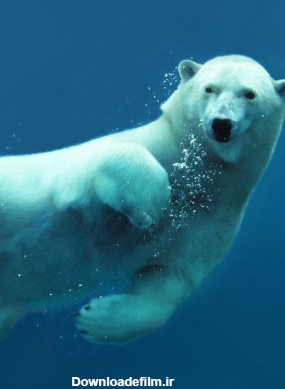 خرس قطبی نزدیک زیر آب 1514286