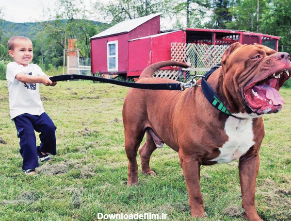 تصاویر | این سگ حرف می‌زند | مشهورترین سگ‌های تاریخ را بشناسید | از سگ فوتبالیست تا سگی با دومتر قد!