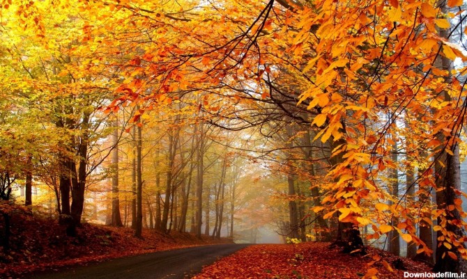 تصاویر زیبا از پاییز هزار رنگ در سراسر جهان - تصاوير بزرگ - بهار نیوز