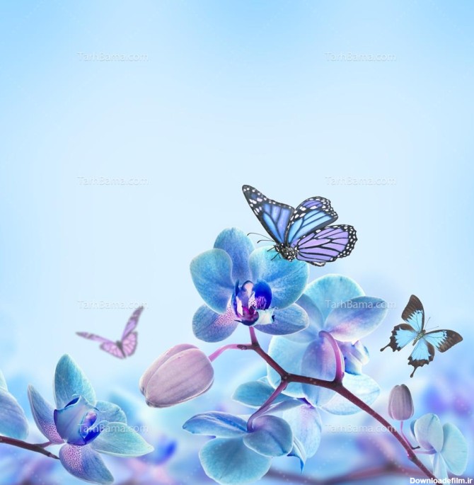 تصویر با کیفیت گل و پروانه آبی در زمینه آبی