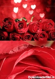 خرید و قیمت پس زمینه عاشقانه گل های رز قرمز و بوکه های قلب | ترب
