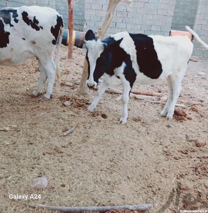 گاو ماده دوسال نیمه|حیوانات مزرعه|زابل|دیوار