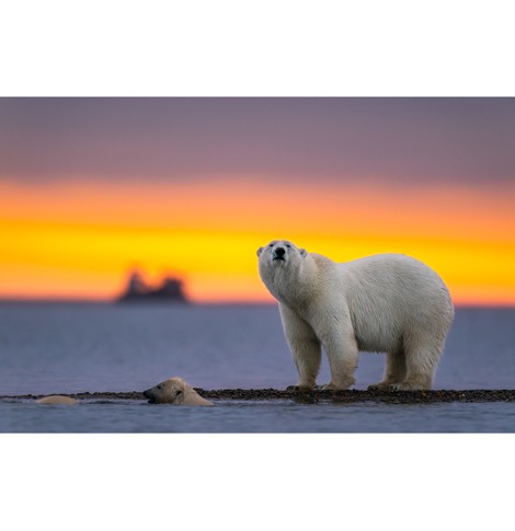 دانلود عکس هنری و با کیفیت از خرس قطبی 9211452 - پدیده شهر