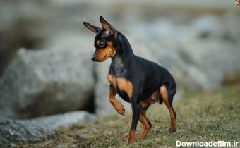 سگ مینیاتور پینچر (Miniature Pinscher) | ماکی دام