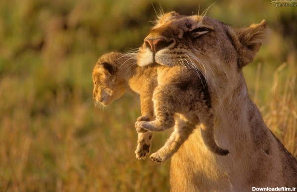 بچه شیر در دندان شیر مادر lion mother wallpaper