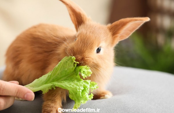 راهنمای غذای انواع خرگوش (لوپ، حامله، نوزاد و...) + برنامه تغذیه ...