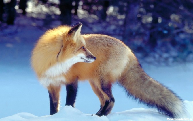 Red Fox Wallpapers - Wallpaper Cave