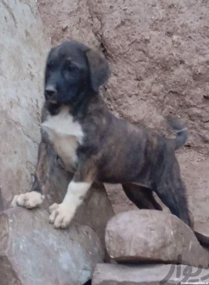 فروشی یک عدد توله سگ افغان ماده اصل|سگ|بیرجند, |دیوار
