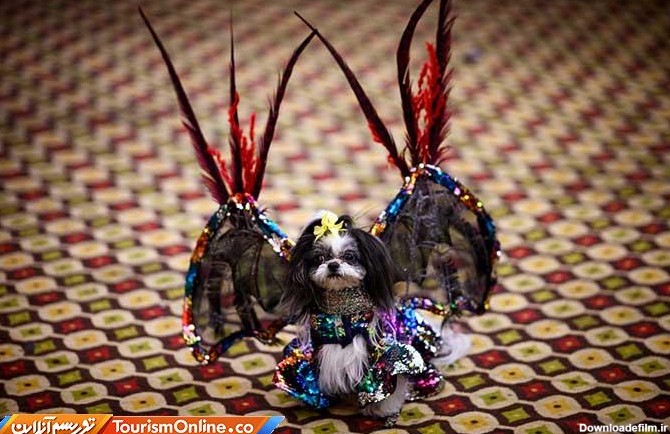 یک سگ عجیب و غریب! /عکس | سگ آماده اجرای نمایش در شانزدهمین ...