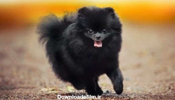 سگ پامرانین سیاه (Black Pomeranian) – استخوان نارنجی