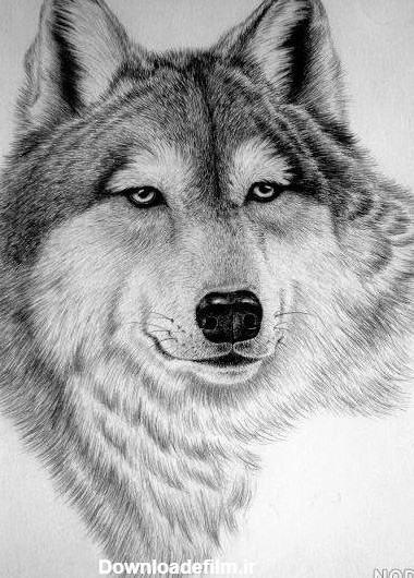 عکس صورت گرگ برای نقاشی - عکس نودی